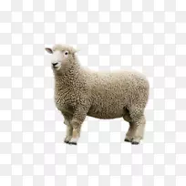 梅里诺·罗姆尼绵羊png图片山羊国内绵羊繁殖-林肯羊