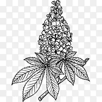 欧洲马-栗子剪贴画图片甜栗子-树枝着色页面