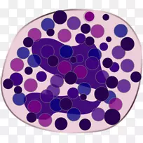 嗜碱性粒细胞，血液，人体生理学-淋巴细胞