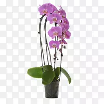 马蝴蝶兰切花深红色香蒲兰花石斛-茂盛