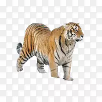 西伯利亚虎狮猫科动物东北虎：历史、分布、种群动态、生态和保护策略-狮子