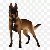 澳洲海狗古犬养殖贱民犬-牧羊犬贝尔加