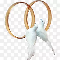 鸽子和鸽子剪贴画结婚戒指