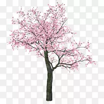樱花剪贴画png图片树-樱花