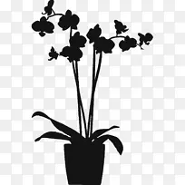 LADP-兰花在盆保护膜，大(48x120厘米)窗开花植物-兰花枝轮廓。