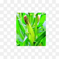 洛斯桑托斯省科克莱省博卡斯德尔托罗省农作物农业-玉米