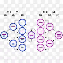Klinefelter综合征减数分裂XYY综合征非分离染色体异常综合征