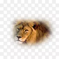 狮子野生动物老虎亚洲电影摄制组-非洲狮
