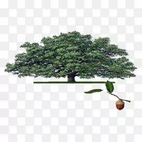 室内植物木本植物电子邮件-活橡树
