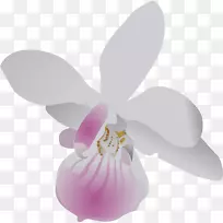 剪贴画露天免费内容形象香蒲兰花-紫色兰花枝