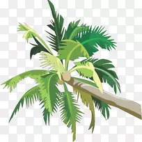 亚洲帕尔米拉棕榈树椰子剪贴画图片-椰子