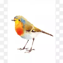 欧洲知更鸟插图水彩画-鸟