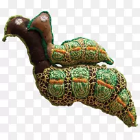 龟塘龟产品-原住民