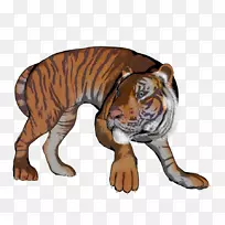 虎猫须动物图-老虎131