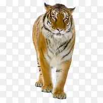 虎狮猫科png图片剪辑艺术-老虎