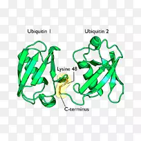 蛋白降解泛素连接酶UBE3A蛋白酶-淋巴细胞