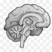 神经外科/m/02 csf大脑绘制大休斯敦-神经外科