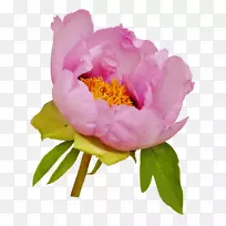 花卉剪贴画牡丹png图片花园玫瑰花