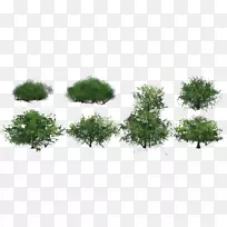 灌木野味植物杜松生物群落-2d草