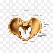 骨盆解剖髋骨脊柱-腐植体解剖