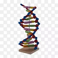 DNA科学实验核苷酸材料.dna模型
