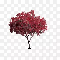 剪贴画艺术摄影棚图片绘制照片-红樱桃树