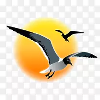 鸟类迁徙动物水鸟喙海鸥日落