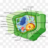 植物细胞器植物细胞结构