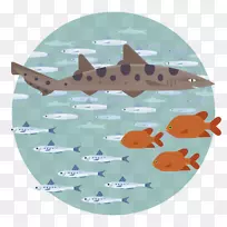 鲨鱼蒙特利湾水族馆海洋公共水族馆海洋生物-蒙特利水族馆