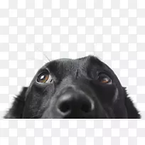 狗兽医宠物保险夹艺术-黑色实验犬