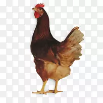 伊莎褐罗曼褐苏塞克斯鸡莱霍恩鸡-玉米片公鸡