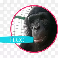 普通黑猩猩-猩猩猿认知与保护倡议