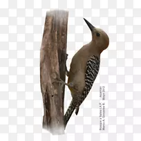 吉拉啄木鸟沙漠-橡树啄木鸟