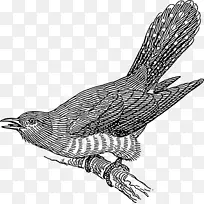 杜鹃鸟夹艺术公开常见杜鹃红尾鹰羽毛