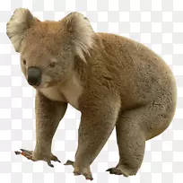 棕熊考拉动物毛皮-动物园考拉