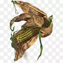 玉米插画图片谷物束玉米植株
