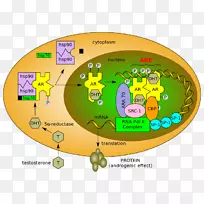 选择性雄激素受体调节剂睾酮-神经细胞生长