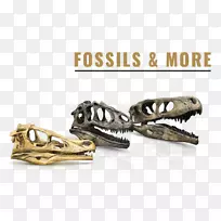 颅骨颌骨恐爪龙-海龟化石骨骼