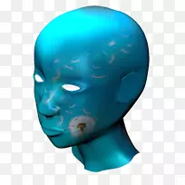 前额有机体青绿色颌骨-博物馆陈列柜