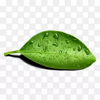 叶水露水水分png网络图薄荷叶带水