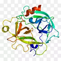 KLK 6激肽释放酶蛋白癌基因-分泌区神经元细胞