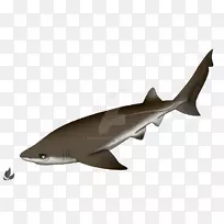 鳞状鲨鱼，短吻鲨，六鳃鲨，软骨鱼，六鳃鲨-食鲨海豹