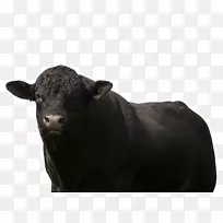 牛、牛