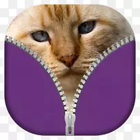 蒙奇金猫苏格兰褶皱宠物猫品种猫拉链锁