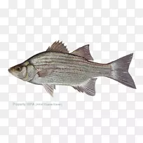 白鲈鱼条纹贝斯大口鲈鱼脊椎动物-如何加入低音音阶