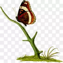 帝王蝴蝶，昆虫，刷子，蝴蝶，长翅膀的蝴蝶-加拿大科技馆