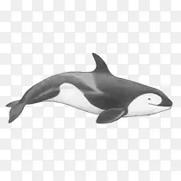 图库西虎鲸，粗齿海豚，短喙海豚，普通海豚，白色喙海豚-虎鲸角