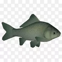 海洋生物、鲤鱼、鲨鱼、海洋、银鲫
