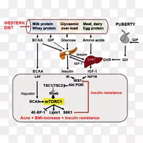 支链氨基酸mTORC 1胰岛素抵抗牛生长激素