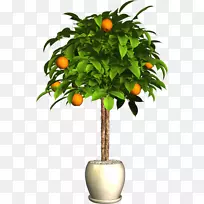 花盆苦橙png图片植物.外来猫
